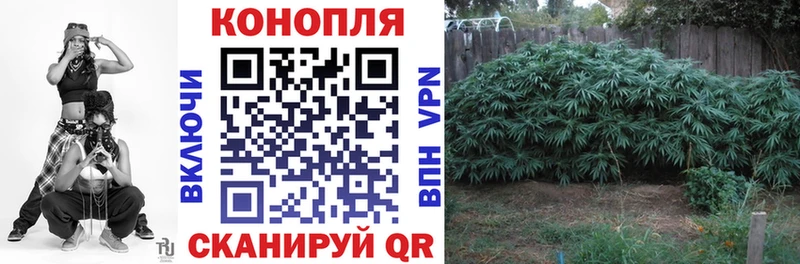 Конопля OG Kush Курчатов